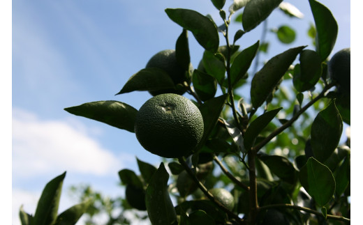 【期間限定発送】 へべす ひなたGAP認定 ふぞろい 5kg [へべすの悠美園 宮崎県 日向市 452060724] ヘベス 宮崎 果物 フルーツ くだもの 柑橘 ポン酢 調味料 果汁