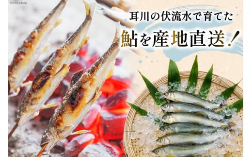 【期間限定発送】 鮎 こだわりの生鮎 約1kg [株式会社 あゆの是則 宮崎県 日向市 452060793] あゆ アユ 魚 魚介 川魚 塩焼き 甘露煮 冷蔵 生あゆ 子持ち鮎