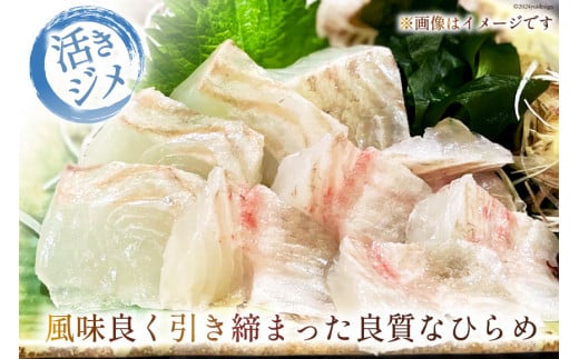 魚 黄金ひらめの活きジメ 1尾 [あゆの是則 宮崎県 日向市 452060877] 魚 魚介 鮮魚 活 ひらめ ヒラメ 平目