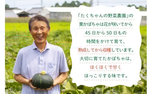 【期間限定発送】 野菜 栗カボチャ 2玉 [たくちゃんの野菜農園 宮崎県 日向市 452060909] かぼちゃ 南瓜 カボチャ 完熟 甘い ホクホク ほっこり133 ブラックのジョー 国産