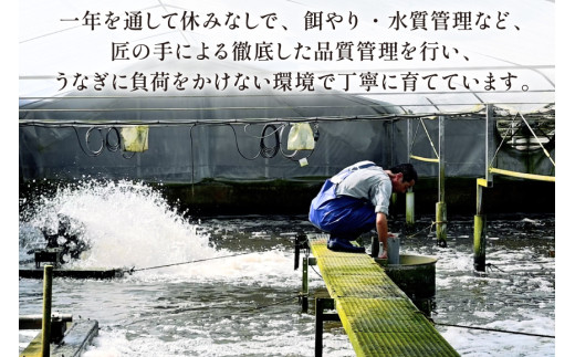 うなぎ ハーブ うなぎ蒲焼 4〜5尾 計500g 以上 タレ 山椒 付き [鰻楽 宮崎県 日向市 452061199] セット 鰻楽 宮崎県産 真空パック 国産 蒲焼き ウナギ 鰻 長蒲焼 冷凍