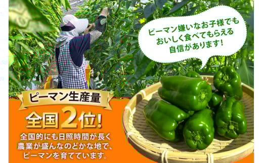 【期間限定発送】 ピーマン 宮崎県産ピーマン 2kg [東九農園 宮崎県 日向市 452061218] 宮崎 パリパリ 野菜 やさい サラダ 新鮮 BBQ