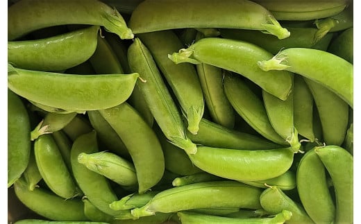 【期間限定発送】 野菜 スナップエンドウ 約1kg [盛光農園 宮崎県 日向市 452061219] スナックエンドウ 国産