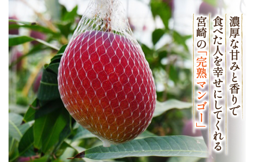 【期間限定発送】 マンゴー 宮崎県産 完熟マンゴー 3L 以上 1玉 [日向サンパーク 宮崎県 日向市 452061246] 宮崎 果物 フルーツ 甘い