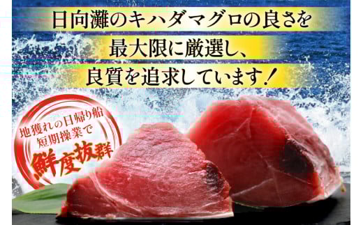 【期間限定発送】 マグロ 刺身 宮崎県産 天然 キハダマグロ 約500g [ミツイ水産 宮崎県 日向市 452061258] まぐろ 鮪 ブロック