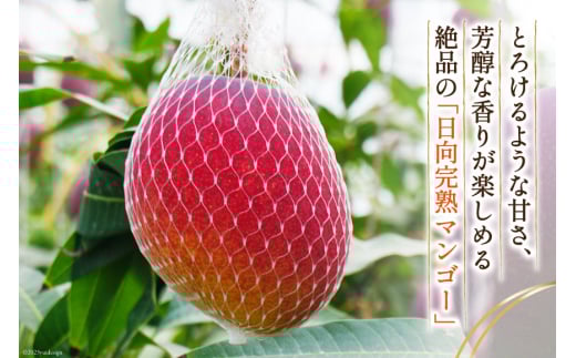 【2026年夏発送】「生産者応援・数量限定」 訳あり 宮崎 完熟 マンゴー 家庭用 3L 2玉 [宮崎県農業協同組合日向地区本部（販売課） 宮崎県 日向市 452061562] 果物 フルーツ 規格外 完熟マンゴー 甘い 日向 期間限定 冷蔵