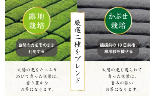 お茶 プレミアム ティーバッグ 露ぶせ 3g 12個 2袋 セット [谷岩茶舗 宮崎県 日向市 452061618] ティーパック 茶 緑茶 日本茶