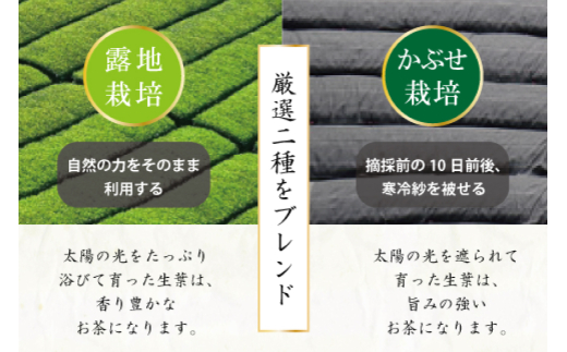 お茶 プレミアム ティーバッグ 露ぶせ 3g 12個 3袋 セット [谷岩茶舗 宮崎県 日向市 452061619] ティーパック 茶 緑茶 日本茶