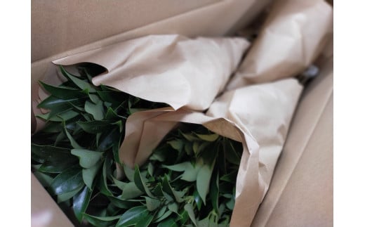 日向市産 しきみ [黒田樒園 宮崎県 日向市 452060139]