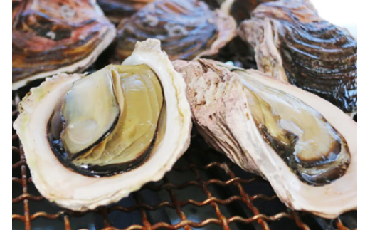 【期間限定発送】岩牡蠣 殻付き 細島 岩ガキ 約4.5kg [道の駅日向 宮崎県 日向市 452060571] いわがき 岩がき 牡蠣 日豊海岸 濃厚 クリーミー