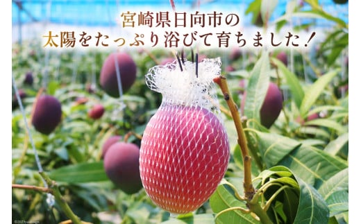 【2026年夏発送】 宮崎 完熟 マンゴー 太陽のタマゴ 秀品 900g以上 [宮崎県農業協同組合日向地区本部（販売課） 宮崎県 日向市 452060664] 果物 フルーツ 完熟マンゴー 甘い 日向 期間限定 冷蔵