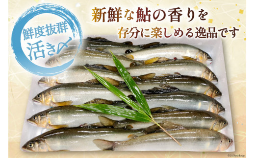 【期間限定発送】 鮎 こだわりの生鮎 約1kg [株式会社 あゆの是則 宮崎県 日向市 452060793] あゆ アユ 魚 魚介 川魚 塩焼き 甘露煮 冷蔵 生あゆ 子持ち鮎