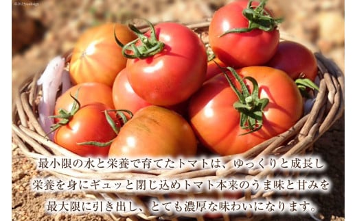 ゼリー 日向の雫 たっぷりトマトのプレミアムゼリー 130g×12個 [興農宮崎 宮崎県 日向市 452060901] 完熟 トマト 食塩不使用 無塩 国産