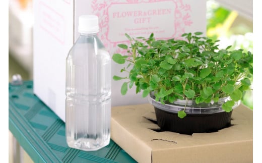 野菜 いまどれ野菜「テーブル菜園」おまかせ２個セット [SPミヤザキ 宮崎県 日向市 452060980] 栽培キット 水耕栽培 ポット キット 室内 家庭菜園 新鮮