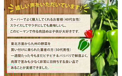 【期間限定発送】 ピーマン 宮崎県産ピーマン 2kg [東九農園 宮崎県 日向市 452061218] 宮崎 パリパリ 野菜 やさい サラダ 新鮮 BBQ