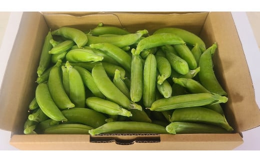 【期間限定発送】 野菜 スナップエンドウ 約1kg [盛光農園 宮崎県 日向市 452061219] スナックエンドウ 国産