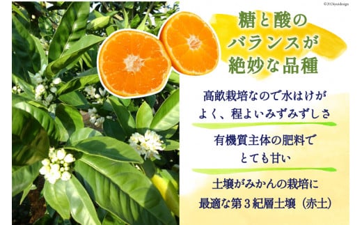 【期間限定発送】 みかん 10kg コクのある甘さ うまぁ〜い！！青島晩生温州みかん S・M・Lいずれか [黒田農園 宮崎県 日向市 452061305] 果物 フルーツ ミカン 蜜柑 柑橘 贈答用