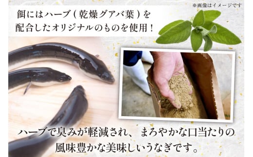 宮崎県産 ハーブ うなぎ 蒲焼 4尾 計720g 以上 タレ山椒付き [鰻楽 宮崎県 日向市 452061651] 真空パック 国産 蒲焼き 長焼き ウナギ 鰻 長蒲焼 冷凍 化粧箱入り 贈答