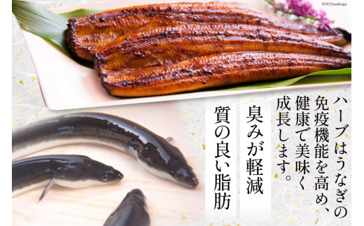 【父の日】《6/15迄にお届け》うなぎ 鰻楽 ハーブ うなぎ蒲焼 4尾 計680g タレ山椒付き 宮崎 日向市産 [鰻楽 宮崎県 日向市 452060561] 真空パック 国産 蒲焼き 長焼き ウナギ 鰻 長蒲焼 冷凍