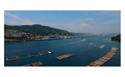 【期間限定発送】岩牡蠣 殻付き 細島 岩ガキ 約4.5kg [道の駅日向 宮崎県 日向市 452060571] いわがき 岩がき 牡蠣 日豊海岸 濃厚 クリーミー