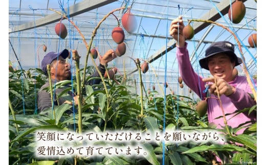 【2026年夏発送】 訳あり 宮崎 完熟 マンゴー 約 2kg [宮崎県農業協同組合日向地区本部（販売課） 宮崎県 日向市 452060660] 果物 フルーツ 規格外 家庭用 完熟マンゴー 甘い 日向 期間限定 冷蔵