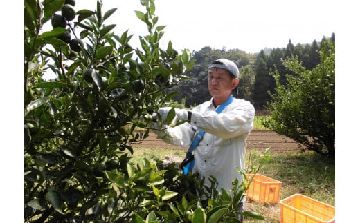 【期間限定発送】 へべす ひなたGAP認定 ふぞろい 5kg [へべすの悠美園 宮崎県 日向市 452060724] ヘベス 宮崎 果物 フルーツ くだもの 柑橘 ポン酢 調味料 果汁