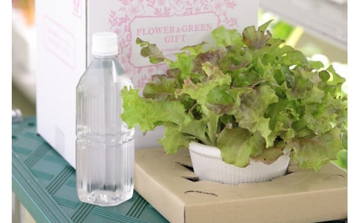 野菜 いまどれ野菜「テーブル菜園」おまかせ２個セット [SPミヤザキ 宮崎県 日向市 452060980] 栽培キット 水耕栽培 ポット キット 室内 家庭菜園 新鮮