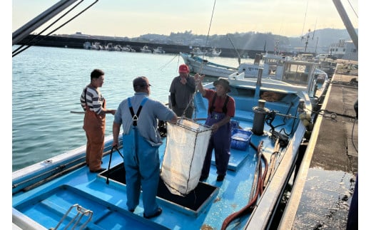 しらす 訳あり お船出 釜揚げしらす 250g 2p 計 500g [お船出ちりめん村上屋 宮崎県 日向市 452061050] 小分け シラス 釜揚げ 冷凍 じゃこ ジャコ 訳アリ 赤腹 太筋