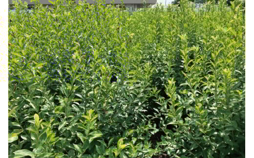 お茶 美笑福茶 8包入り [塩見まちづくり協議会 宮崎県 日向市 452061062] ブレンド茶 煮出し ティーパック ティーバッグ 個包装 ブルーベリー へべす