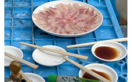 体験 日向灘細島港 定置網漁 体験チケット 1名分 [高田屋 宮崎県 日向市 452061157] 漁 定置網 漁師体験 九州 宮崎 日向