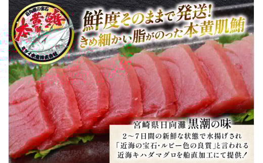 【期間限定発送】 マグロ 刺身 宮崎県産 天然 キハダマグロ 約500g [ミツイ水産 宮崎県 日向市 452061258] まぐろ 鮪 ブロック