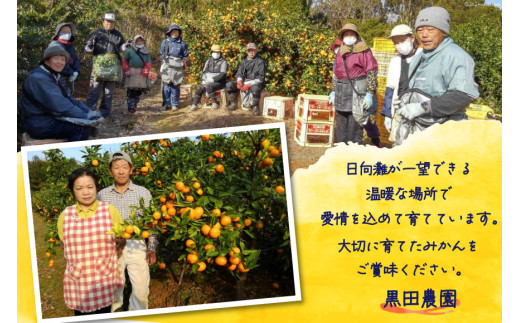 【期間限定発送】 みかん 5kg コクのある甘さ うまぁ〜い！！青島晩生温州みかん 2L [黒田農園 宮崎県 日向市 452061302] 果物 フルーツ ミカン 蜜柑 柑橘