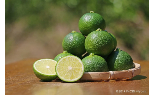 【期間限定発送】岩牡蠣 殻付き 細島 岩ガキ 約2kg 日向特産 へべす 200g セット [道の駅日向 宮崎県 日向市 452061389] いわがき 岩がき 牡蠣 日豊海岸 濃厚 クリーミー
