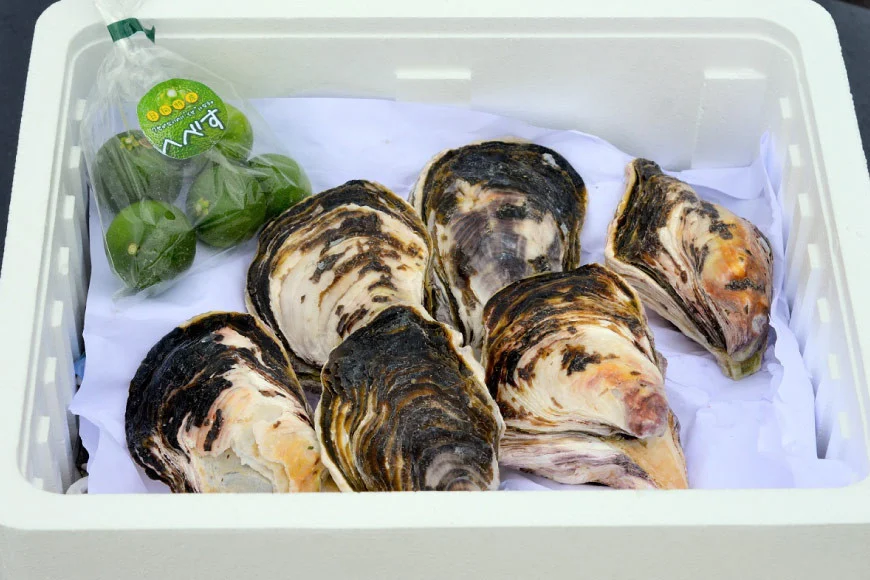 【期間限定発送】岩牡蠣 殻付き 細島 岩ガキ 約2kg 日向特産 へべす 200g セット [道の駅日向 宮崎県 日向市 452061389] いわがき 岩がき 牡蠣 日豊海岸 濃厚 クリーミー