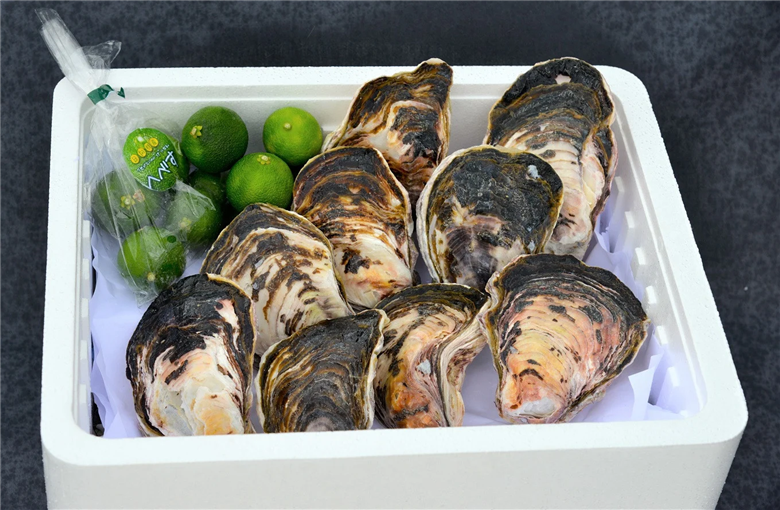 【期間限定発送】岩牡蠣 殻付き 細島 岩ガキ 約3kg 日向特産 へべす 400g セット [道の駅日向 宮崎県 日向市 452061390] いわがき 岩がき 牡蠣 日豊海岸 濃厚 クリーミー