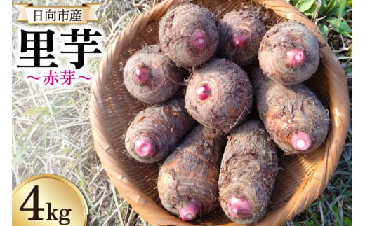 【期間限定発送】 里芋 赤芽 4kg [甲斐自然派農園 宮崎県 日向市 452060524] さといも ホクホク