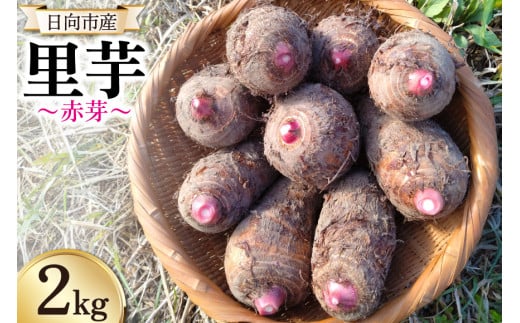 【期間限定発送】 里芋 赤芽 2kg [甲斐自然派農園 宮崎県 日向市 452060525] さといも ホクホク