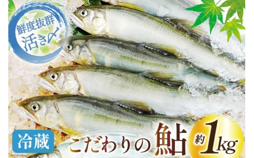 【期間限定発送】 鮎 こだわりの生鮎 約1kg [株式会社 あゆの是則 宮崎県 日向市 452060793] あゆ アユ 魚 魚介 川魚 塩焼き 甘露煮 冷蔵 生あゆ 子持ち鮎