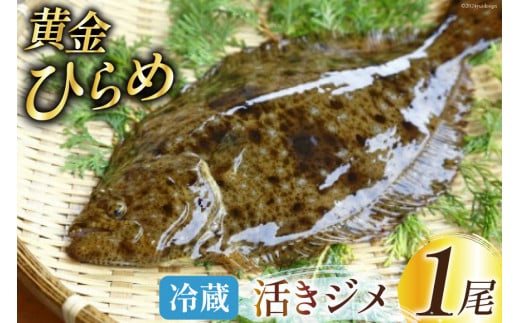 魚 黄金ひらめの活きジメ 1尾 [あゆの是則 宮崎県 日向市 452060877] 魚 魚介 鮮魚 活 ひらめ ヒラメ 平目