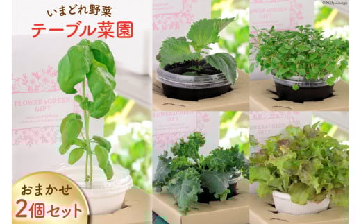 野菜 いまどれ野菜「テーブル菜園」おまかせ２個セット [SPミヤザキ 宮崎県 日向市 452060980] 栽培キット 水耕栽培 ポット キット 室内 家庭菜園 新鮮