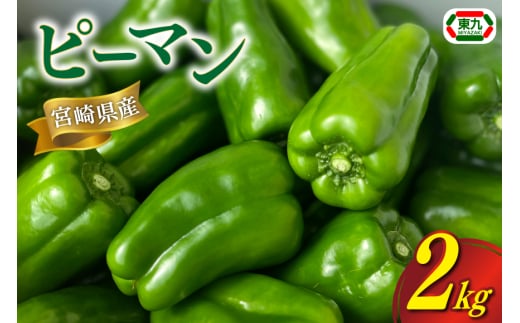 【期間限定発送】 ピーマン 宮崎県産ピーマン 2kg [東九農園 宮崎県 日向市 452061218] 宮崎 パリパリ 野菜 やさい サラダ 新鮮 BBQ