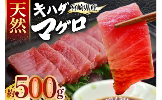 【期間限定発送】 マグロ 刺身 宮崎県産 天然 キハダマグロ 約500g [ミツイ水産 宮崎県 日向市 452061258] まぐろ 鮪 ブロック