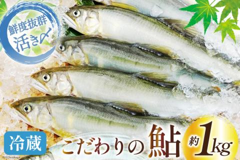 先行受付】鮎 こだわりの生鮎 約1kg [株式会社 あゆの是則 宮崎県 日向市 452060793] あゆ アユ 魚 魚介 川魚 塩焼き 甘露煮 冷蔵  生あゆ 子持ち鮎: 日向市ANAのふるさと納税