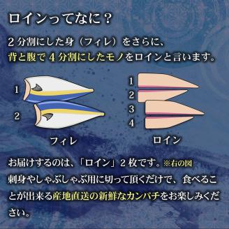 KU501 【期間限定】【先行予約】東京オリンピック供給資格「AEL(養殖エコラベル)」認証取得のカンパチ！活き〆 プレミアムフィッシュ「ｅ－かんぱち」ロイン ２節(カマ、腹骨付き)【マルエイ水産】
