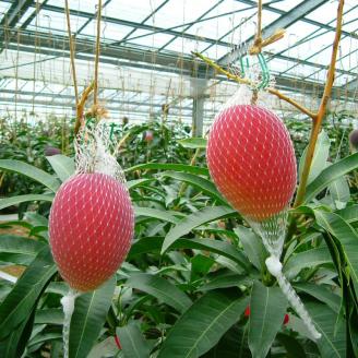 NGM2L4＜数量限定＞宮崎完熟マンゴー(2L×4玉)