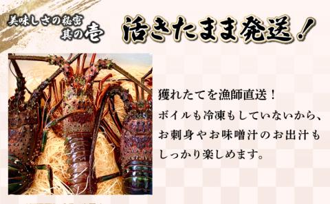 KU067 ＜数量限定＞宮崎県串間産伊勢エビ(計約600g・1～3匹) 【合同会社Houryoumaru】【KU067】