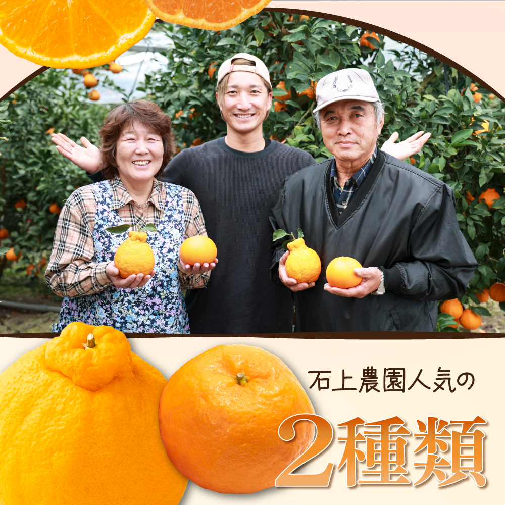 AF-A2 串間市都井「石上農園」の不知火・ポンカンセット(不知火2Lサイズ・3個、ポンカンMサイズ・30玉～35玉)【石上農園】