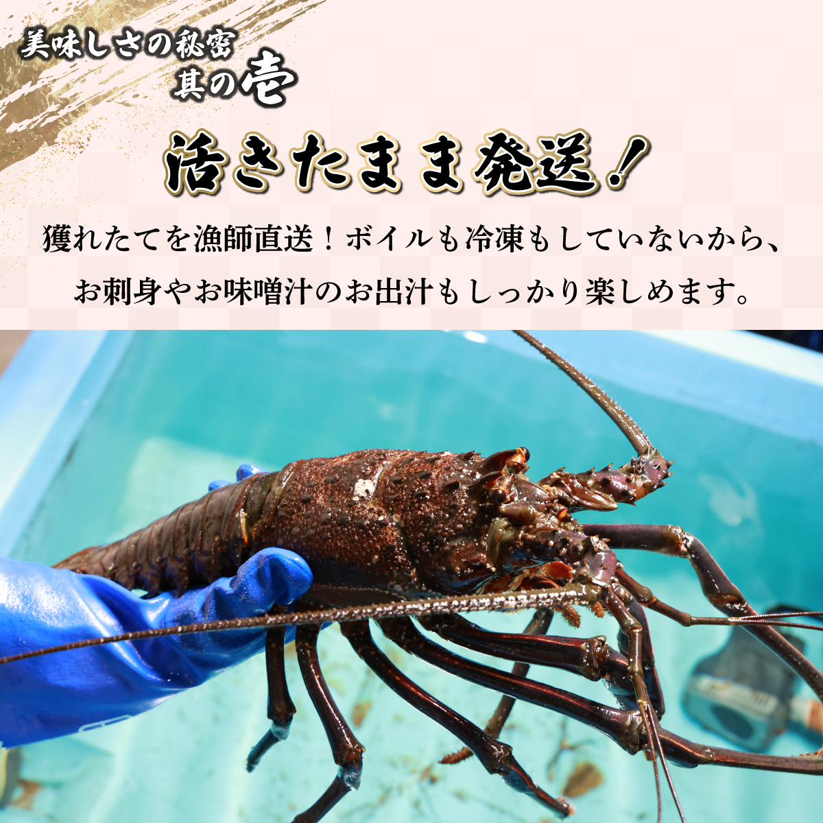 HRISI-45【先行予約】＜数量限定＞宮崎県串間産伊勢エビ(計約450g・1匹) 【合同会社Houryoumaru】【HRISI-45】