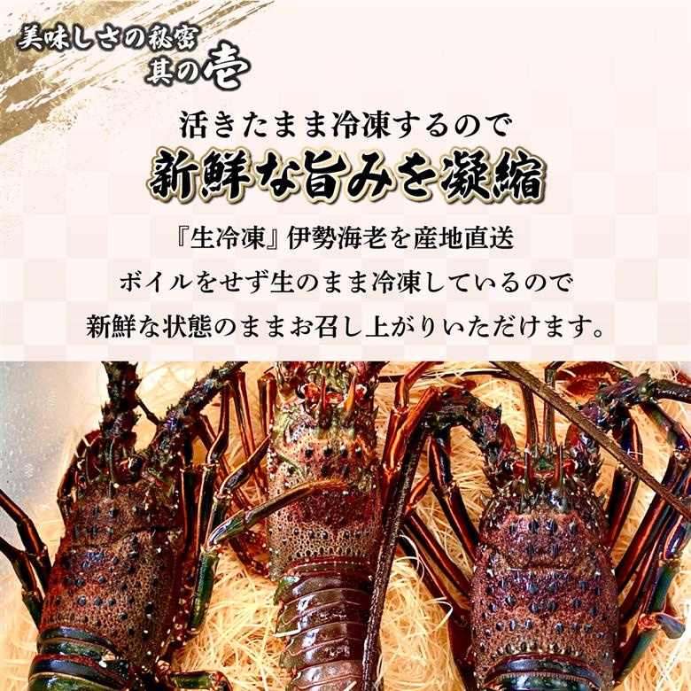 HRISR-80【先行予約】＜生冷凍・数量限定＞宮崎県串間産 天然伊勢エビ(計約800g・2匹) 【合同会社Houryoumaru】