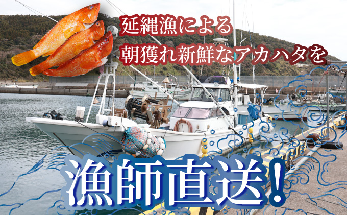 KU014＜2026年7月上旬から発送開始＞宮崎県串間産アカハタ(計約1kg・2～4匹)延縄漁による朝どれ高級魚を漁師直送！